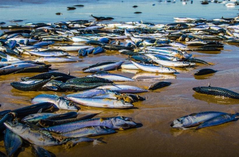 Over 1 Billion Sea Creatures 'Cooked' Underwater Due To Extreme Heatwave Over 1 Billion Sea Creatures 'Cooked' Underwater Due To Extreme Heatwave