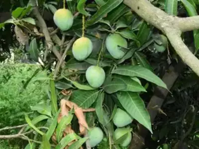 a mango tree in UP