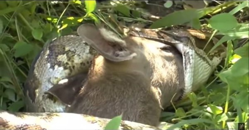Watch Anaconda Eats Calf In Viral Video