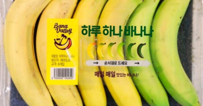 한국은 낭비를 피하기 위해 숙도에 따라 바나나를 패키지합니다