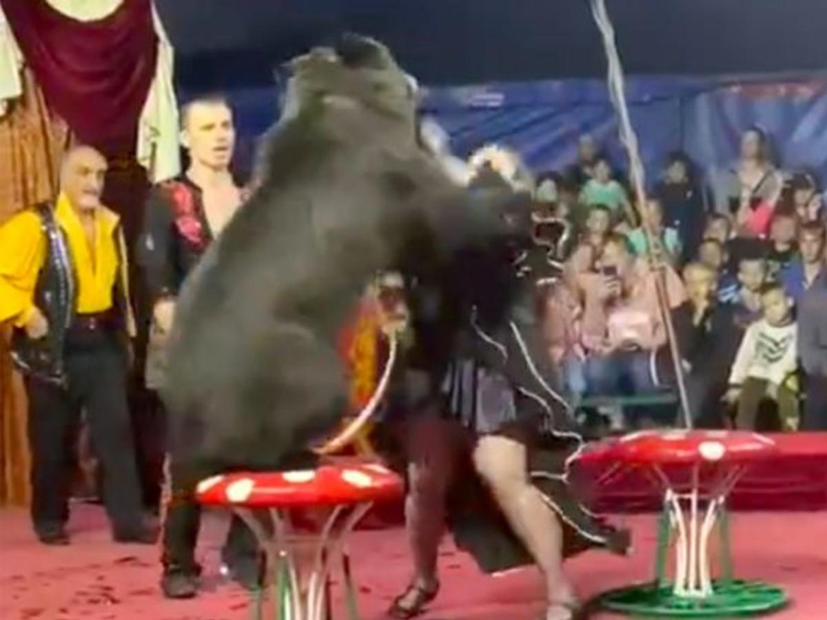 Bear Mauls Circus Trainer Twice While Performing In Russia