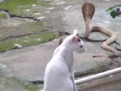 Cat saves house from King Cobra 