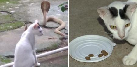Cat saves house from King Cobra