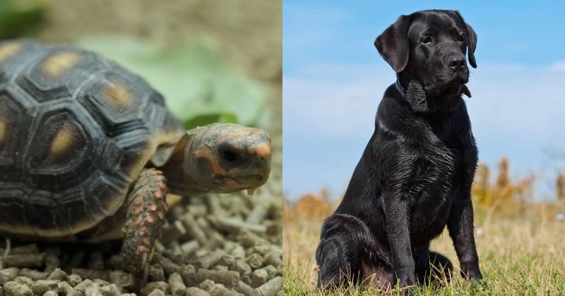 Legal loopholes in wildlife trade are driving Indian Star tortoises towards  extinction