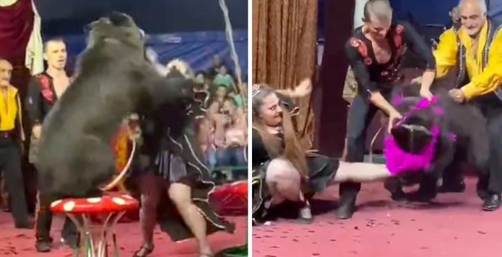 Bear Mauls Circus Trainer Twice While Performing In Russia Bear Mauls Circus Trainer Twice While Performing In Russia