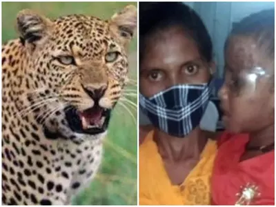 Mother saves daughter from leopard attack Maharashtra