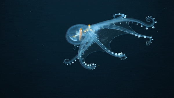 rare transparent octopus
