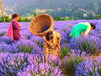Lavender farming kashmir