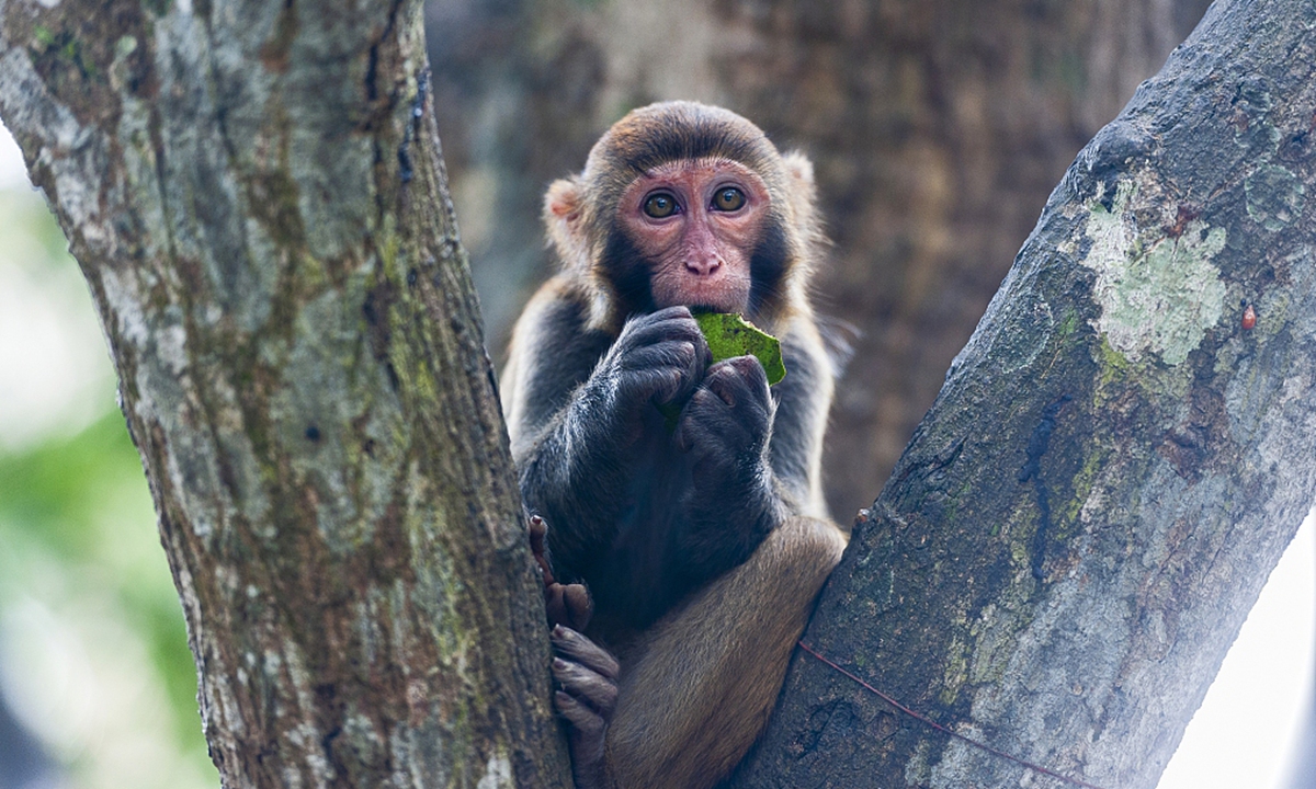 Chinas First-person Infected With Monkey B Virus Dies | चीन में Monkey ...