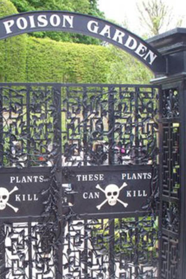 Don't Stop And Smell: 'Poisonous' Plants At The 'World's Deadliest Garden' In UK Are As Potent As Cyanide Don't Stop And Smell: 'Poisonous' Plants At The 'World's Deadliest Garden' In UK Are As Potent As Cyanide
