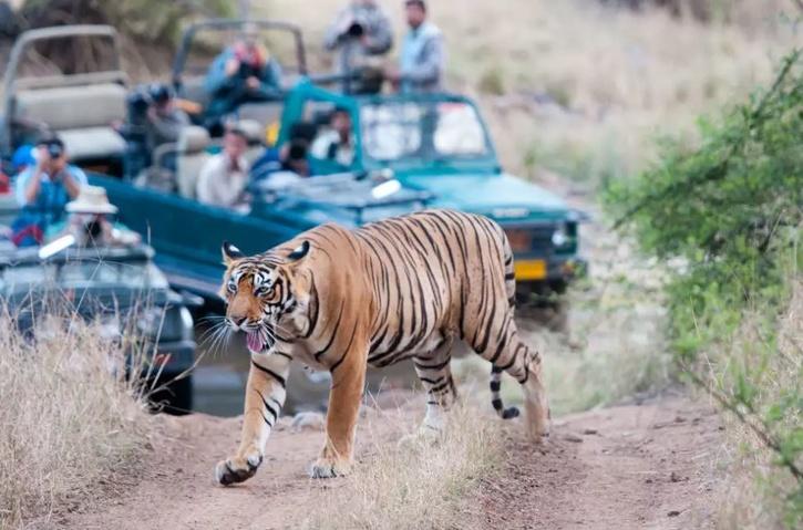 International Tiger Day 2021: 5 Famous Tiger Reserves In India & How ...