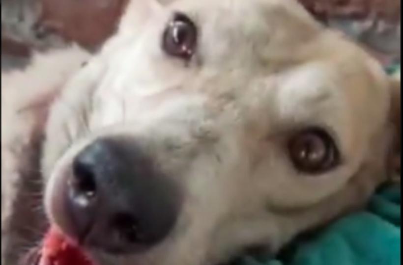 Street Dog Brutally Beated & Murdered In Delhi