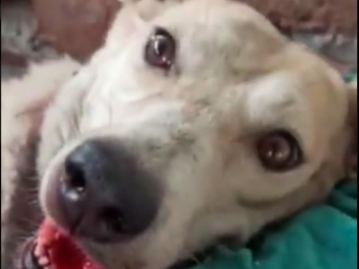 Street Dog Brutally Beated & Murdered In Delhi