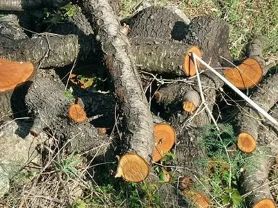 tree cutting aravalli