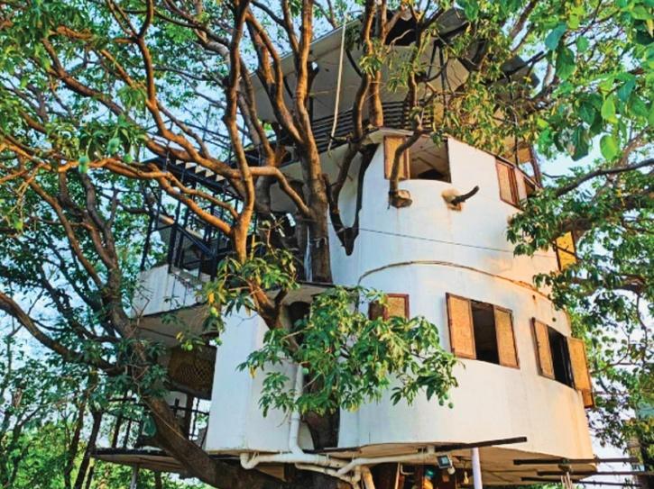 प्रकृति के लिए प्यार! एक भी टहनी काटे बगैर 40 फीट ऊंचे आम के पेड़ पर