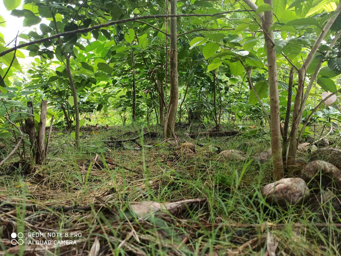 Two Years On, Miyawaki Forest In Mumbai Is Showing The Way For Other ...