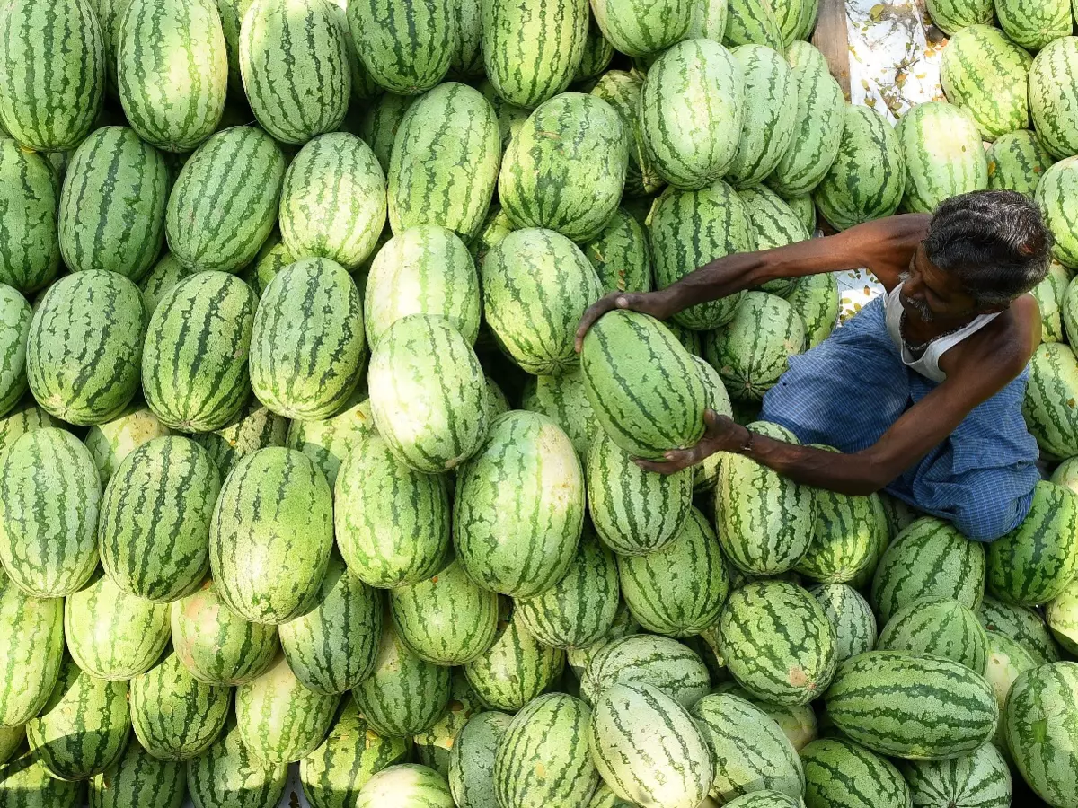 Watermelon Indiatimes