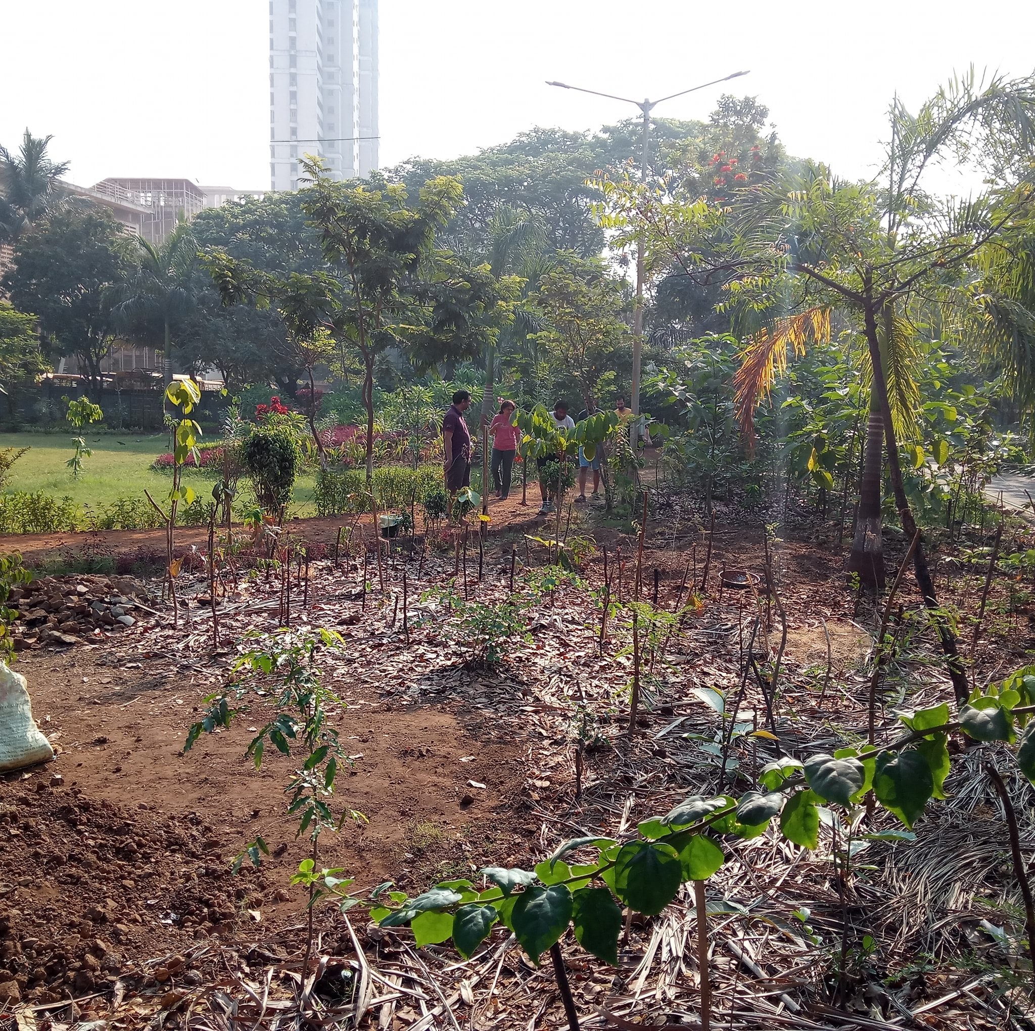 Two Years On, Miyawaki Forest In Mumbai Is Showing The Way For Other ...