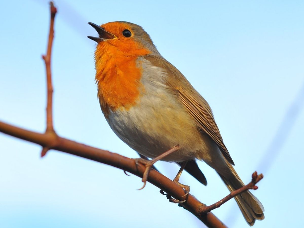 Song Birds Sing And Communicate With Others Just Like Humans Reveals Study