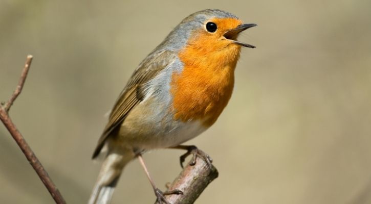 Song Birds Sing And Communicate With Others Just Like Humans Reveals Study