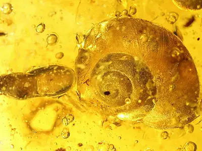 snail fossil Myanmar 