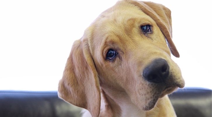 Dogs Adopted In Pandemic Feel Stressed When Owners Leave Them Alone At Home