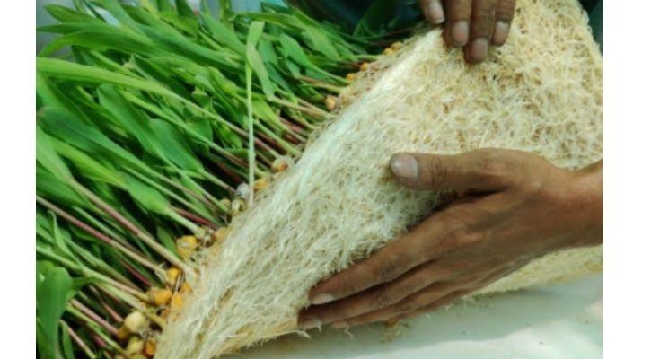 indian farming hydroponics