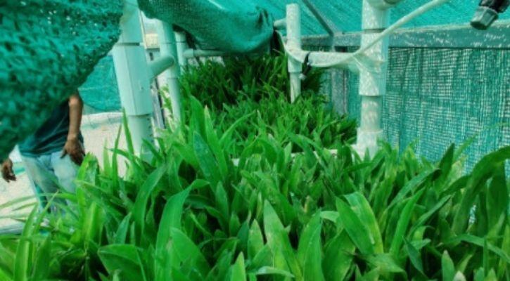 indian farming hydroponics