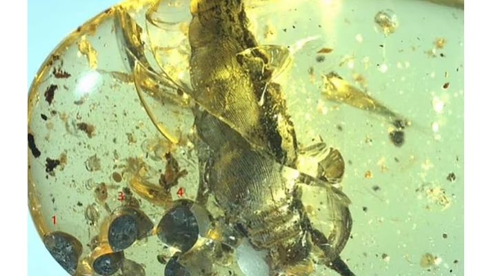 Scientists Discover 99 Million Year Old Snail Trapped In Amber