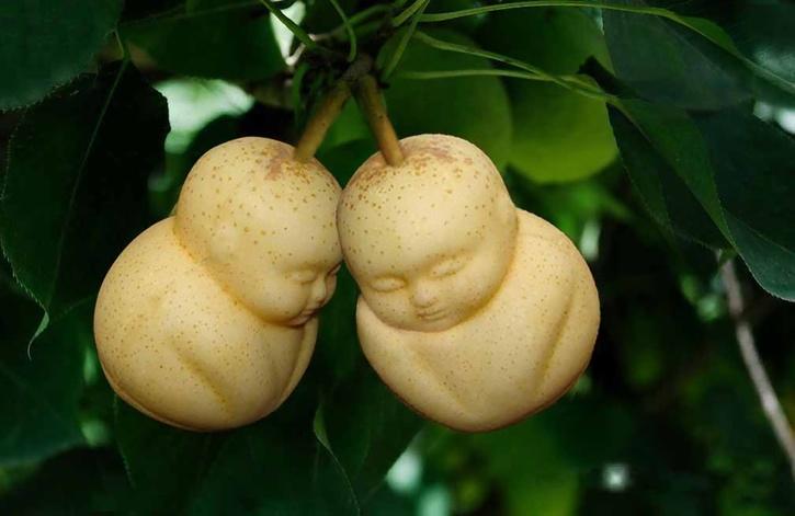 Buddha Shaped Pear