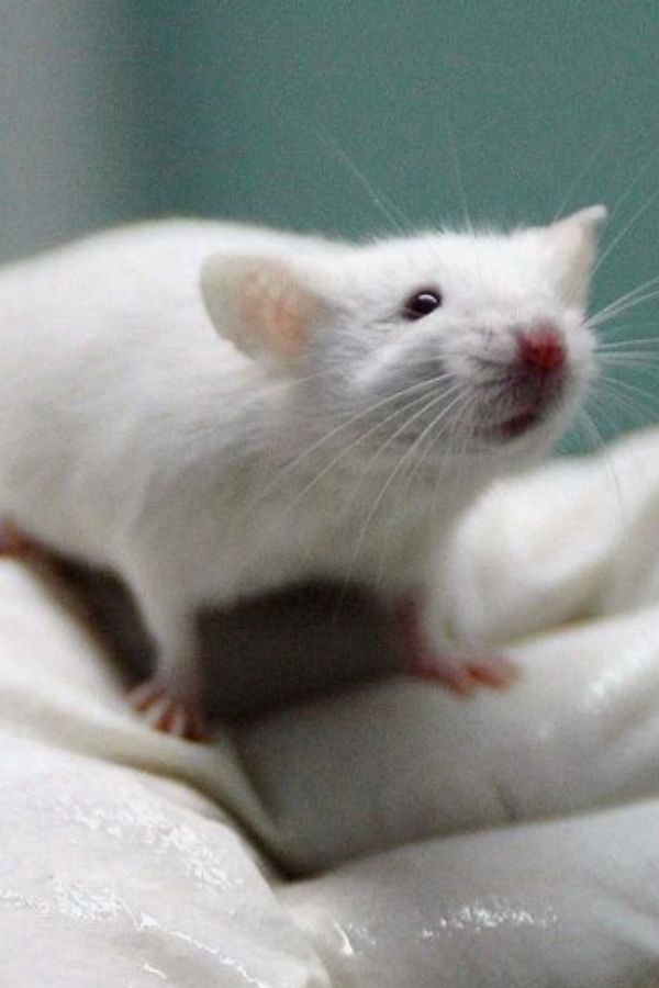 Scientists Increase Lab Rats Life By 23 And Could Boost Human Lifespan Too