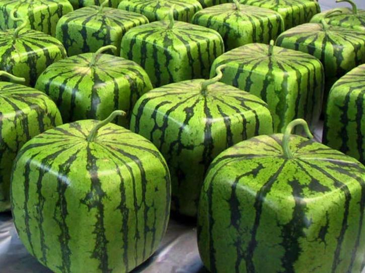 Cubed watermelon