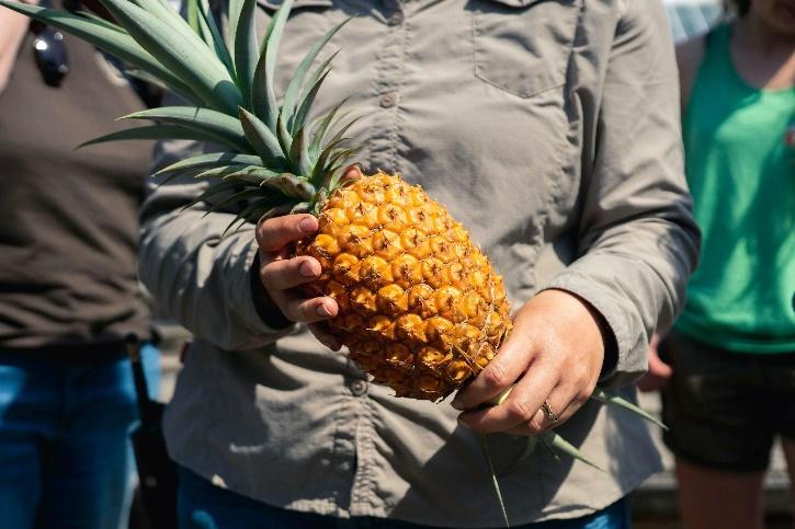 Heligan Pineapples price