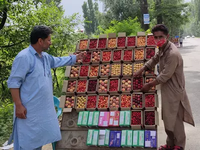 Cherry Grower In Kashmir