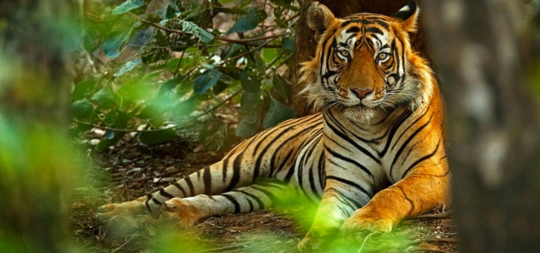 From 10 In 2010 To 46 In 2021, Rise In Tiger Numbers In Assam's Manas ...