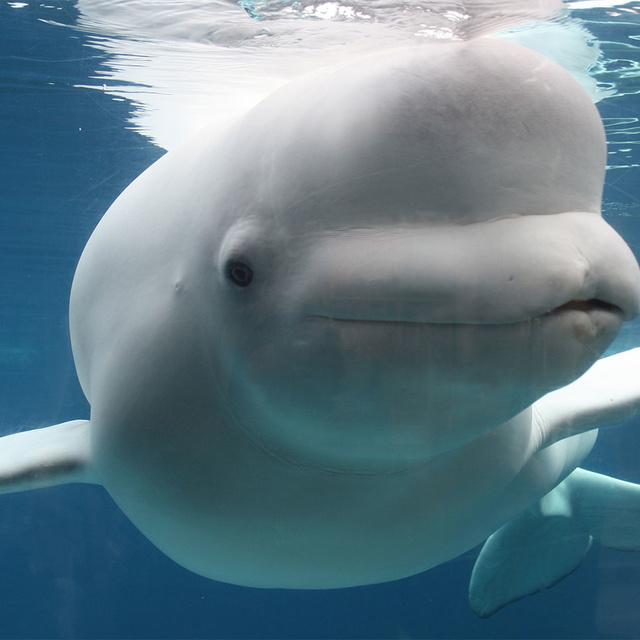 This Reaction Of A Blue Whale After Seeing A Stuffed Toy In Girl's Hand Is Adorable This Reaction Of A Blue Whale After Seeing A Stuffed Toy In Girl's Hand Is Adorable