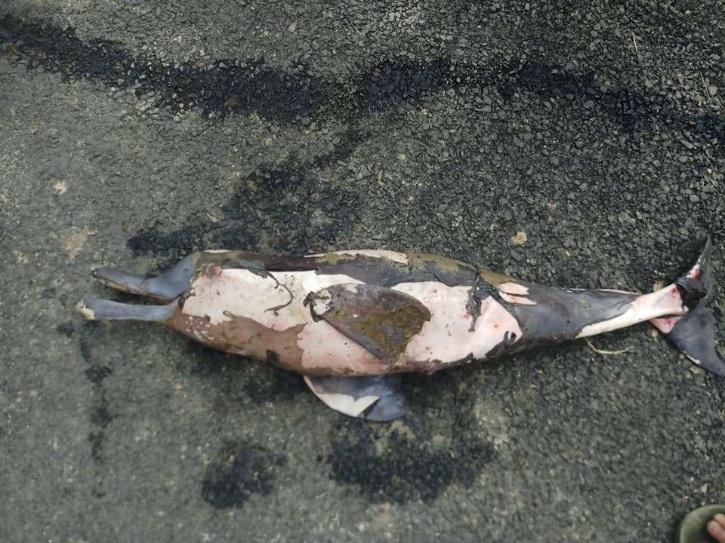 Carcass of river dolphin in river Dibru in Assam