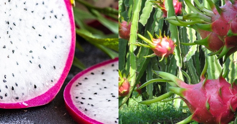 In A First, Farmer From Sangli Exports 100kg Pink-White Dragon Fruit To ...