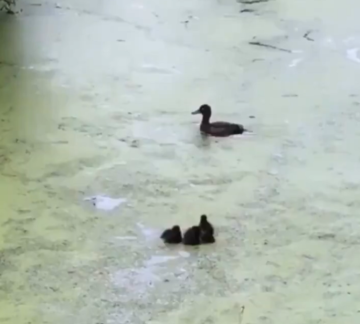 Watch Mama Duck Takes Her Ducklings For A Swimming Lesson 