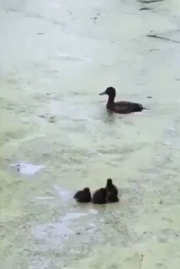 This Video Of A Mama Duck Taking Her Ducklings For A Swimming Lesson Will Brighten Up You Day