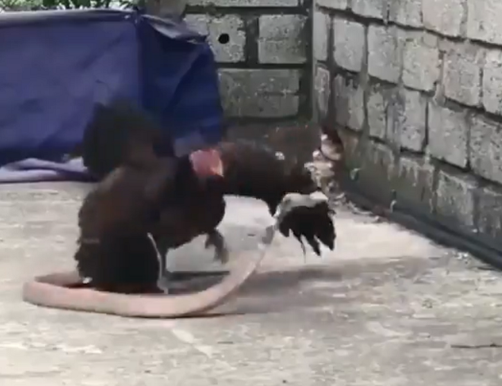 Chicken Fights Off Snake To Protect Her Children