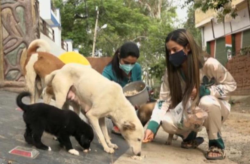 Adopt Stray Dogs, Feed Them At Your Houses, Not Anywhere Else, Bombay HC  Tells Animal Lovers