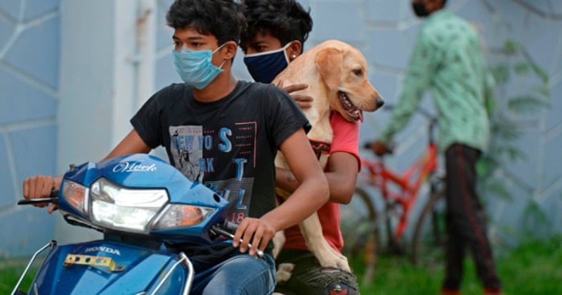 Goa Claims To Be First Rabies-Free State In The Country With Not Even  Single Case In 3 Years