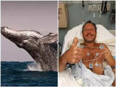 humpback whale swallowed human