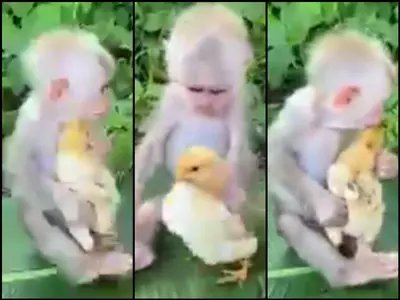 Baby Monkey and Chicken