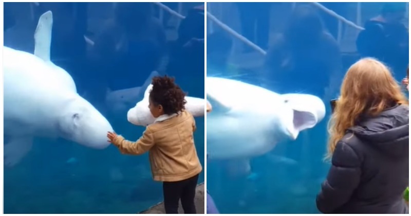 This Reaction Of A Blue Whale After Seeing A Stuffed Toy In Girl's Hand ...