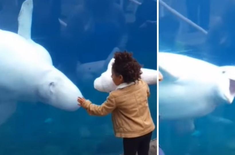 This Reaction Of A Blue Whale After Seeing A Stuffed Toy In Girl's Hand Is  Adorable