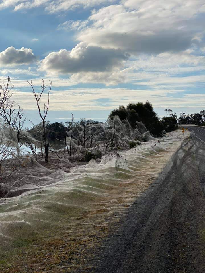 Spiderwebs Blanket Countryside After Australian Floods (Pictures)