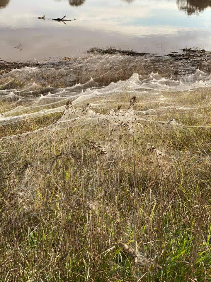 Spiderwebs Blanket Countryside After Australian Floods (Pictures)