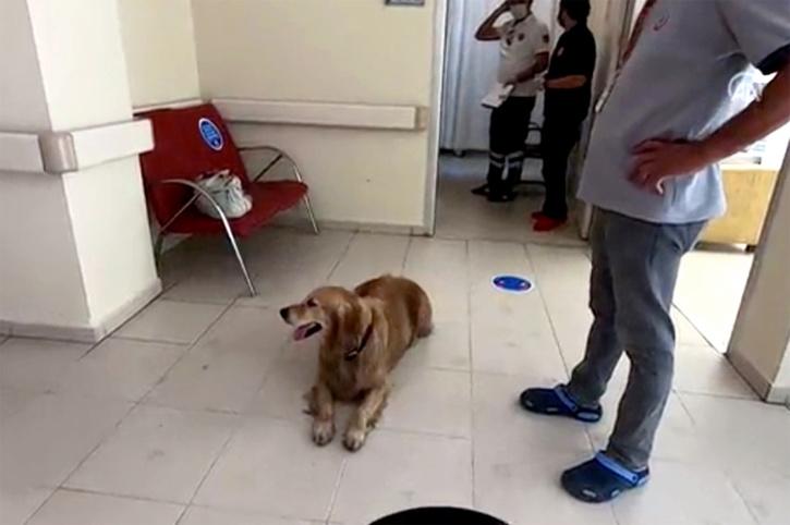 dog chases ambulance taking sick owner to hospital
